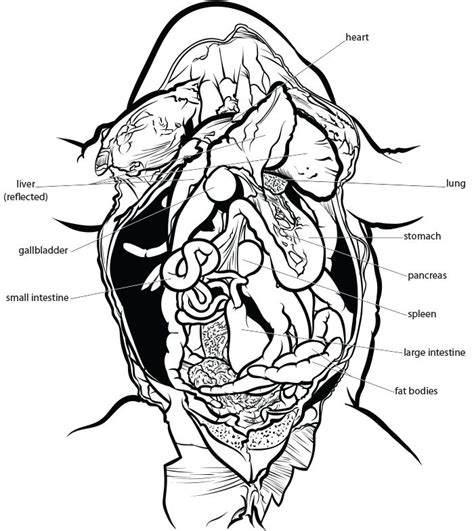 Select mounting location and panel orientation away from flammable areas. Complete internal anatomy of a frog | Frog dissection ...