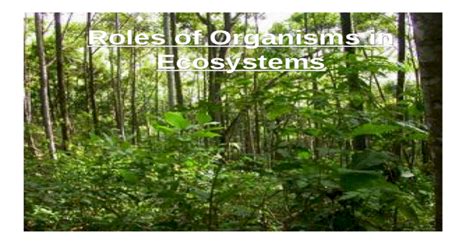 Roles Of Organisms In Ecosystems Ppt Powerpoint