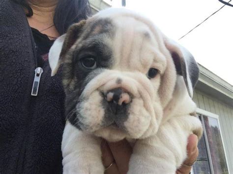 English bulldog puppies for sale in the united states: Adorable English Bulldog Puppies for Sale in Beavercreek ...