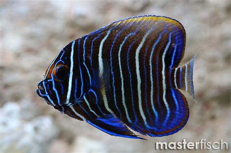 Blue Faced Angelfish Pomacanthus Xanthometopon Masterfisch