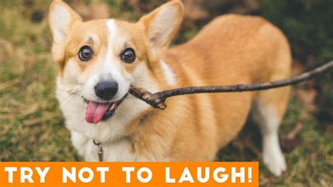 Try Not To Laugh Funniest Dog Compilation 2019 Funny Pet Videos Youtube