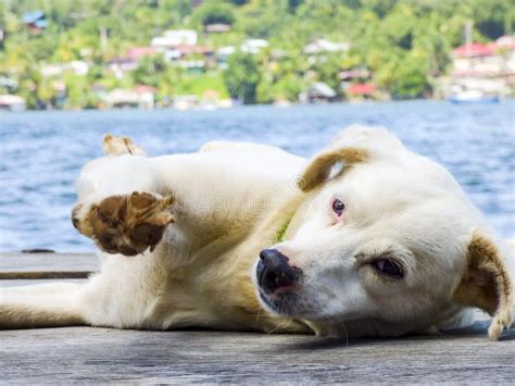 Happy Relaxed Dog Island Stock Photo Image Of Doglife 108684590