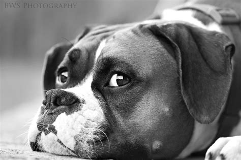 Beautiful Scarlett Boxer Dogs Boxer Love Dog Photos