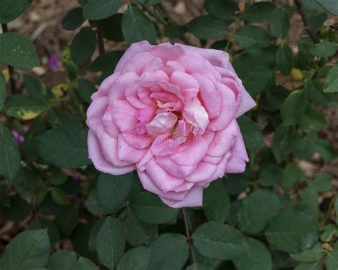 Light Purple Hybrid Tea Rose Bloom At The Rose Garden Of The Dallas