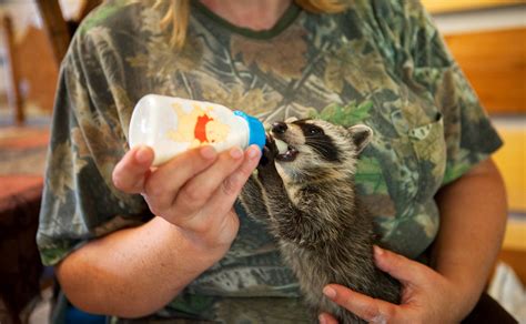Dont Help Injured Baby Raccoons Alabama Edict Angers Those Who Love