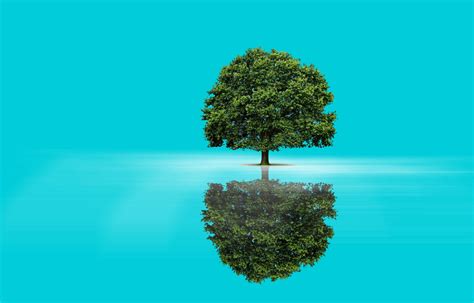 1080x2040 Tree Reflection Background 1080x2040 Resolution Wallpaper