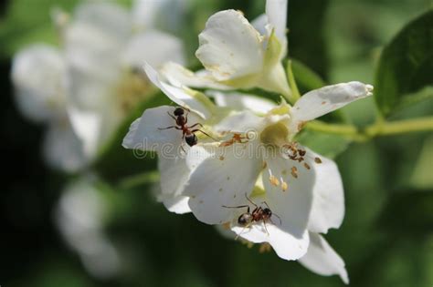 White Flowers And Ants In The Garden Stock Image Image Of Summer