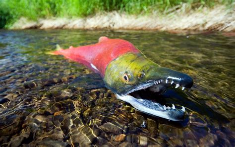 Fishing Wallpaper Hd Pixelstalknet