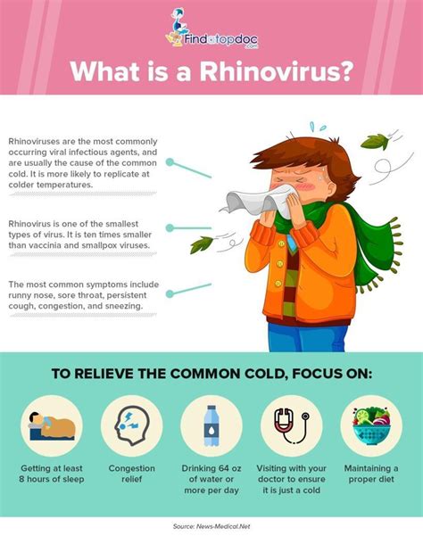 Rhinoviruses are the most common viral infectious agents in humans and are the predominant cause of the common cold. What is Rhinovirus? Infographic