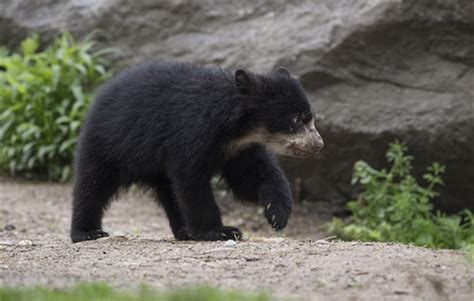 Queens Zoo Debuts Andean Bear Cub Newsroom