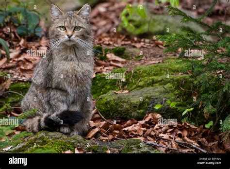european wildcat forest wildcat felis silvestris silvestris sitting on a mossy stone in a