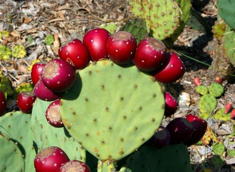 Free Images Spiky Cactus Sharp Fruit Desert Flower Bloom Food