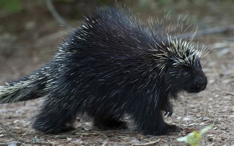 Prickly Porcupine Quills May Hold Clues For Medical Technology Ars