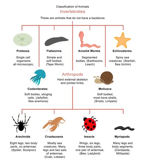 Classify Organisms Worksheet Edplace