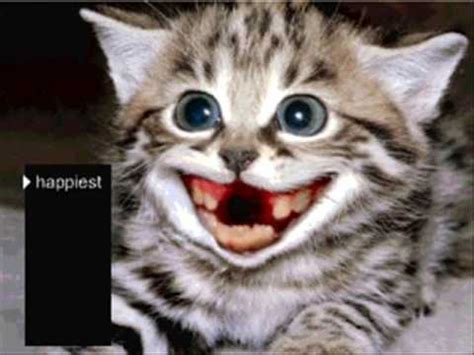 Check spelling or type a new query. Very Funny Cats 32 - YouTube