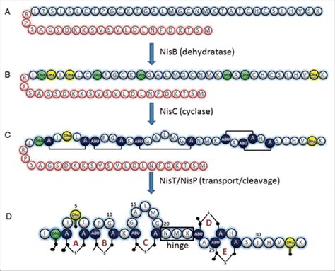 Full Article Bioengineering Of The Model Lantibiotic Nisin