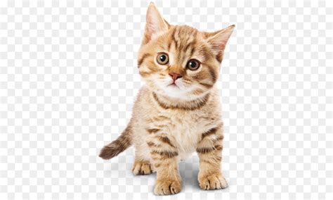 Cat doesn't want owner to clip its nails so he does this! แมว, ลูกแมว, อาหารแมว png - png แมว, ลูกแมว, อาหารแมว icon ...