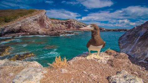 Galapagosislands.com is the world's best galapagos islands travel and vacation site. Ep 32. The Galapagos of Mexico, Isla Isabela!! - YouTube