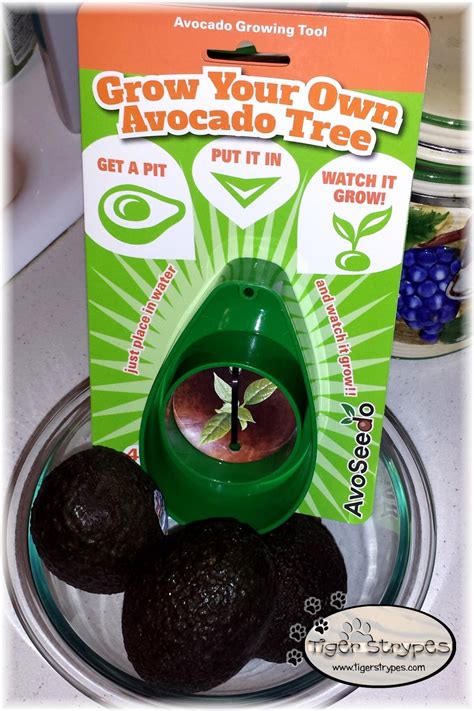 Find new and preloved avoseedo items at up to 70% off retail prices. Grow Your Own Avocado Tree at Home with AvoSeedo! # ...
