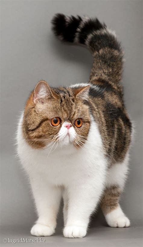 30 Best Exotic Shorthair Cat Breed Images On Pinterest Breeds Of Cats