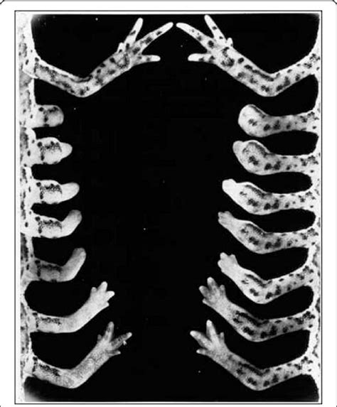 Limb Regeneration In Salamanders Reprinted From 328 Elsevier Books