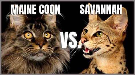 Maine Coon Cat Vs Savannah Cat Youtube
