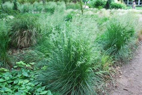 Щучка дернистая, луговик (deschampsia cespitosa (l) beauv.) 01.02.2014. Deschampsia Cespitosa | Emerald Plants