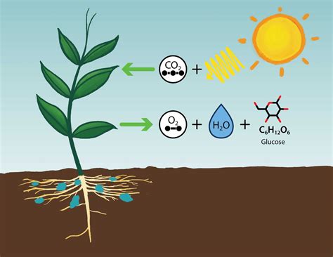 Photosynthesis Understanding Global Change