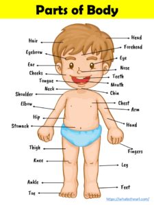 Human organs anatomy diagram human body pictures. Parts of Body Chart - Your Home Teacher