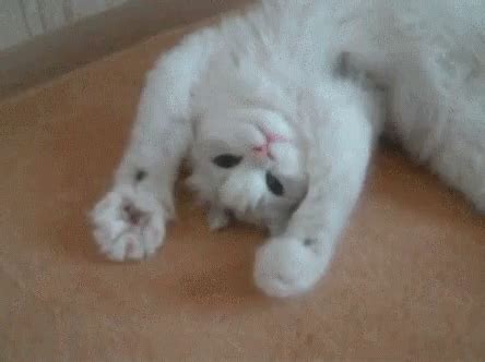 And the little diva is spoiled and adorable. Cat GIFs | Tenor
