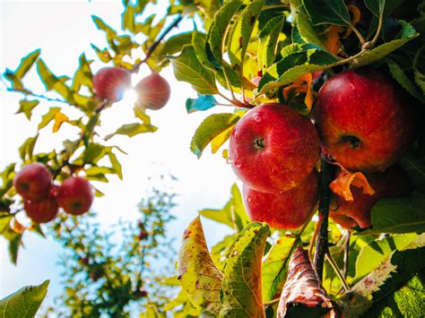 What fruit trees grow well in sydney?