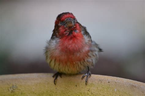 Blue Skies Learned Something New House Finch Conjunctivitis
