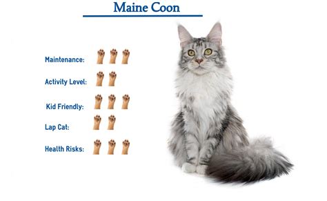 Maine coons are referred to as dogs of the cat world and gentle giants. Maine Coon Cat Breed…. Everything You Need to Know at a ...