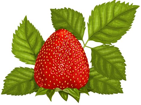 6,758 strawberry tree photography and royalty free pictures available to download from thousands of stock photo providers. Leaves and fruits clipart 20 free Cliparts | Download ...