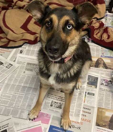 Dog for Adoption - Porsche, a Shepherd in Modesto, CA | Alpha Paw