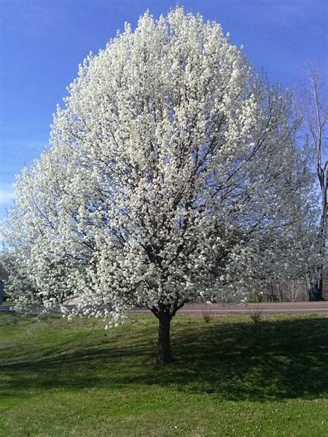Our Bradford Pear Is In Bloom Beautiful Scenery Pictures Flowering