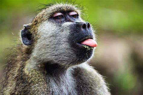 Photo Jasonedwardsng All Primates Are Fascinating To Watch From The
