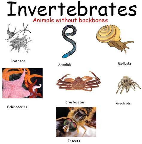 Invertebrates Worksheet