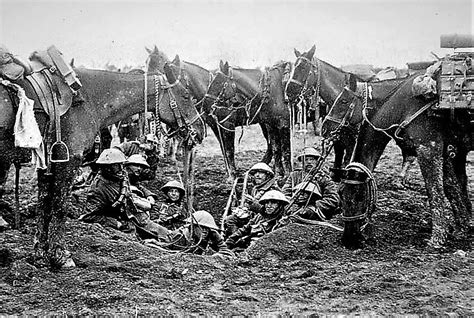 War Horses Ww1 Incredible Images