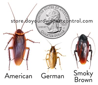 We provide information on insect identification. Roach Control Products