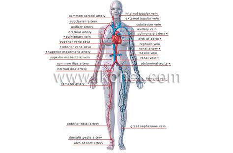 This is quite easy to remember because often in anatomy, the word 'internal' is substituted for 'medial' and the word 'external is substituted for 'lateral'. Arteries and veins of human body - NISHIOHMIYA-GOLF.COM