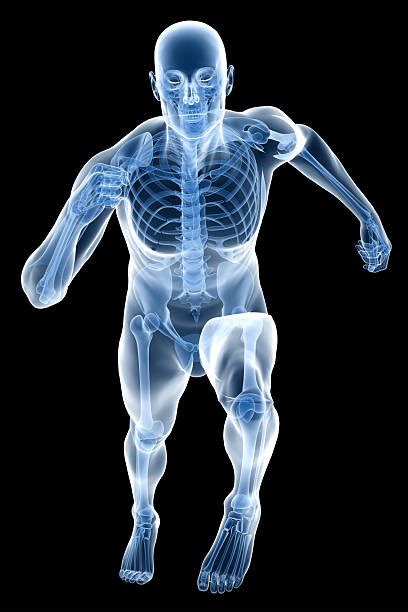 Royalty Free Full Body Xray Pictures Images And Stock Photos Istock
