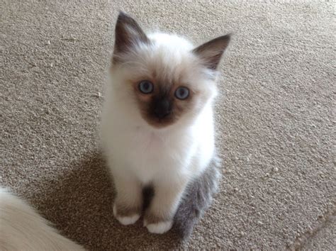 We have wide selection of exotic and popular kitten breeds for sale. Gorgeous Birman Kitten For Sale | Saltash, Cornwall ...