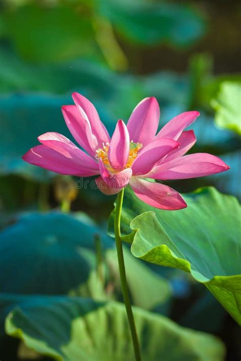 Blooming Lotus Flower Stock Image Image Of Natural Pink 26246781