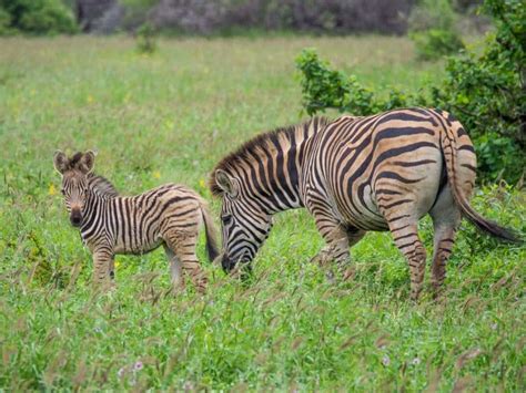 We did not find results for: How Much Does a Kruger National Park Self-Drive Safari Cost?