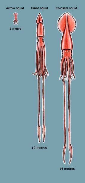 Forget me not smile giant squid size comparison. Size comparison of the arrow, giant and colossal squid ...