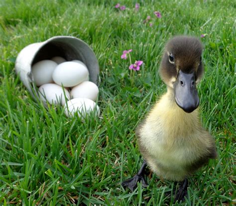 Blue swedish duck eggs $ 5.2. Duck Eggs Daily | Farm photo, Duck house, Ducky duck