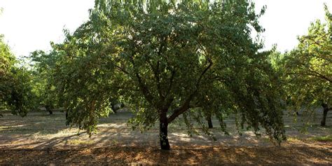 How Do Almonds Grow Learn To Plant And Harvest An Almond Tree Public