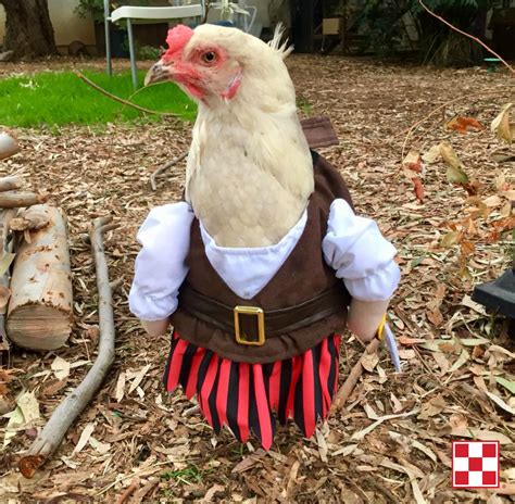 Chicken Costume We Hope This Photo From A Purina Poultry Fan Makes You Smile Follow Purina