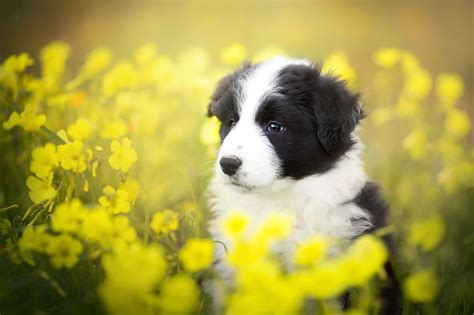 1,035 free images of collie. Puppy breed Border Collie sits in yellow flowers ...